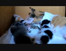 苦難を乗り越え這いずりながら母乳へ向かう子猫がこちらです【痛いお尻舐め再び】