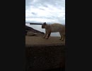 YouTubeコラボ企画中に喧嘩勃発！？#Shorts【野良猫】【感動猫】
