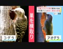 インコが都会で大繁殖！!