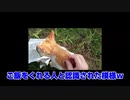 誰かに捨てられた子猫を発見 ご飯をあげる #3