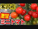「激甘トマト！！」の巻（第234話）