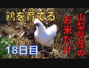 【18日目】お米だけで鶏を育てる