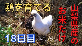 【18日目】お米だけで鶏を育てる