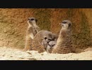 【ノーナレ動物動画】ミーア団子崩壊の瞬間　睡眠導入動画【到津の森公園】Video of a meerkat just sleeping.（Sleep Induction Video）