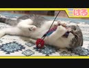 子猫がクッソ大好きな猫じゃらしはこれ!!【召喚獣はる】