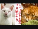 おはようからおやすみまで、暮らしを見つめるウチューネコ