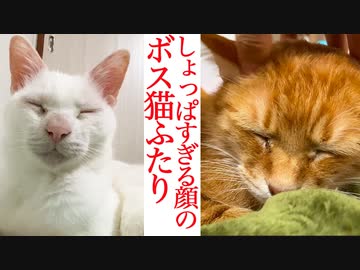 おはようからおやすみまで、暮らしを見つめるウチューネコ