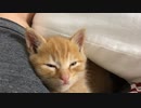 君の名は