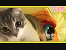 子猫 vs 人の子 トンネルを使ったクッソ楽しいチキンレース開催!!【召喚獣はる】