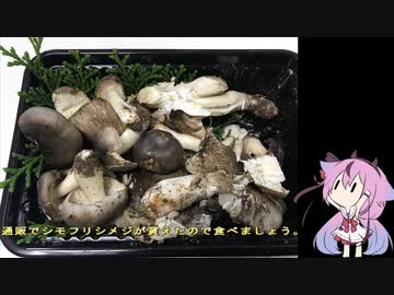 珍食材が食べたい！#57　シモフリシメジと親鶏の油炒め