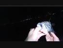 11.12【魚釣り】海にきたおじさんだが・・・ -