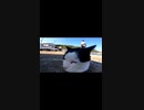 猫島でねこが睨み合っている#Shorts【野良猫】【感動猫】