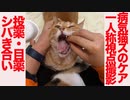 シバきシバかれ猫模様、病気の猫ケア一人称視点