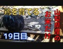 【19日目】お米だけで鶏を育てる