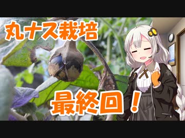 紲星農園「丸ナス編」Part6(Final)