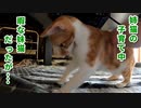 ボールペンは面白い奴だと気付いた猫がこちらです笑