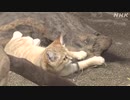 人気のスナネコ4姉妹 県外の動物園へ“さようにゃら” 栃木