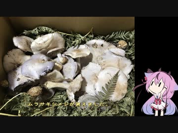 珍食材が食べたい！#58　ムラサキシメジと親鶏のクリーム煮 + おまけ