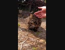 人間を警戒するが最後には・・・！？#Shorts【野良猫】【感動猫】