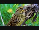 スズメに似た鳥が種を食べる