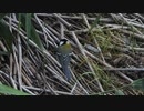 シジュウカラの捕食と鳴き声