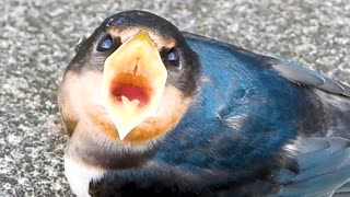 ひな鳥が口を開くと黄色が目立つ。それが本能を刺激し餌やりしたくなってしまうらしい