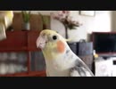 ハリキッて歌うオカメインコ