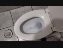 ホモと見る念押しがすぎるトイレ