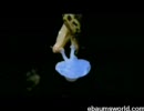 ナメクジの交尾