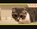 初風呂を済ませた子猫は、水に慣れたのかクッソ検証してみる【召喚獣はる】