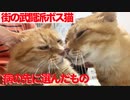 3年半迎えを待ったボス猫、闘病の末に選んだもの