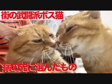 3年半迎えを待ったボス猫、闘病の末に選んだもの