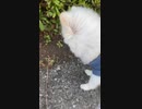 葉っぱがこわ