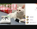 第452位：猫がへたくそ珍獣、にゃんトークで猫語翻訳に挑む