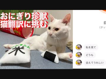 猫がへたくそ珍獣、にゃんトークで猫語翻訳に挑む