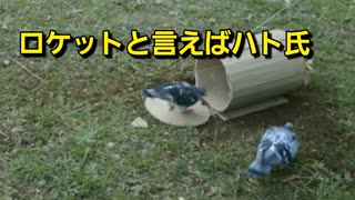 ロケットと言えばハト氏