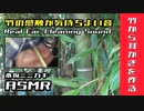【ASMR】竹から耳かきを作る/本物の耳かき音 Real Ear Cleaning Sound / TASCAM DR-07MK2-JJ/no talking