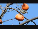柿を食べるシジュウカラ