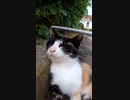 グルーミングを邪魔する男・・・#Shorts【野良猫】【感動猫】