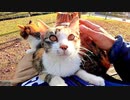 子猫をナデナデしたら膝の上に乗ってきたと思ったら次々と猫がやって来た