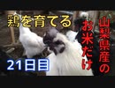 【21日目】お米だけで鶏を育てる