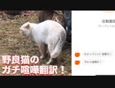 野良猫のガチ喧嘩のにゃんトーク猫語翻訳に挑んでみた