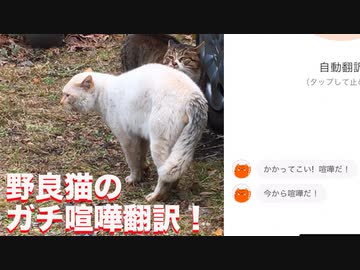 野良猫のガチ喧嘩のにゃんトーク猫語翻訳に挑んでみた