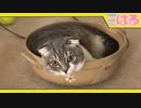 令和に甦る、クッソかわいい猫鍋【召喚獣はる】