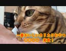 【ねこ缶レビュアーズ】１話「お手、カリカリを食うおじさんと」【Voiceroid】