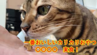 【ねこ缶レビュアーズ】１話「お手、カリカリを食うおじさんと」【Voiceroid】