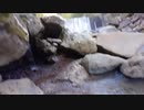 【箱根】マリウスより愛を込めて箱根の朝②