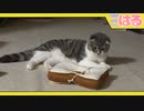 来週の決戦に備え、クッソ装備を整えた子猫【召喚獣はる】