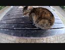 地域猫達の安否確認【野良猫】【感動猫】