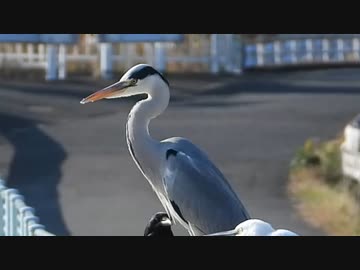 人気の アオサギ 動画 135本 ニコニコ動画